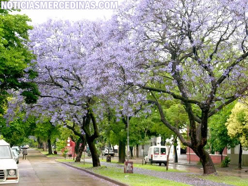 Resultado de imagen para jacaranda site:www.noticiasmercedinas.com